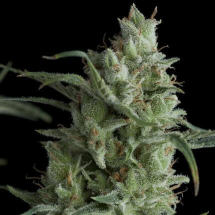 Pyramid Seeds - Kryptonite Fem X3+1