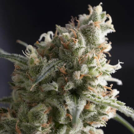 Pyramid Seeds - Lennon Fem X1
