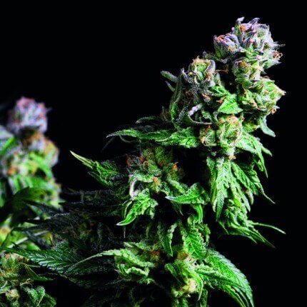Pyramid Seeds - Purple Urkle Fem X3+1