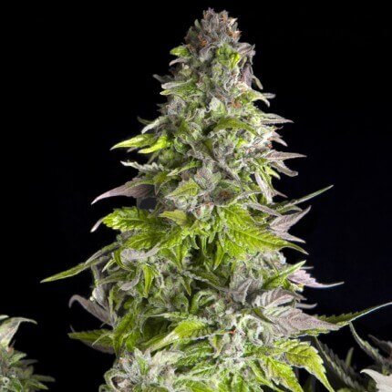 Pyramid Seeds - Romulan Fem X1