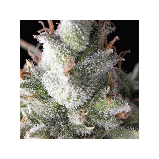 Pyramid Seeds - Ramses Fem X1