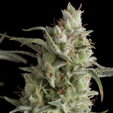 Pyramid Seeds - Super OG Kush Fem X1