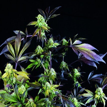 Pyramid Seeds - Sunset Sherbet Fem X1