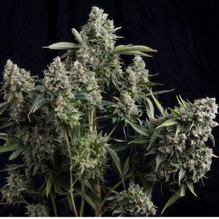 Pyramid Seeds - Tutankhamon Fem X100