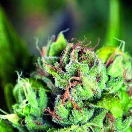 Pyramid Seeds - Tahoe Cure Fem X1