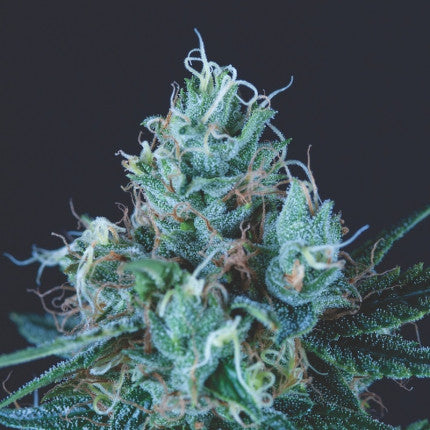 Pyramid Seeds - Ice Cream Fem X3+1