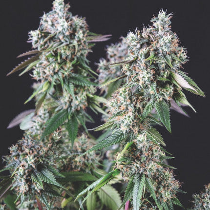 Pyramid Seeds - Mendocino Purple Kush Fem X3+1
