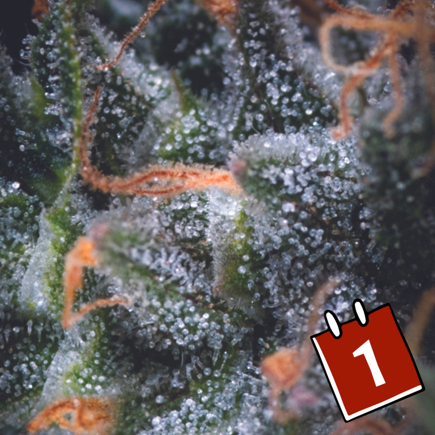 Pyramid Seeds - Auto Black Cherry Punch X3+1