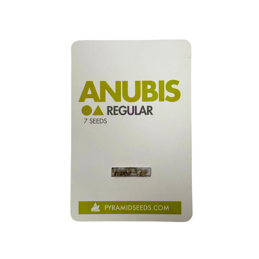 Pyramid Seeds - Anubis Regular X7 Unidades