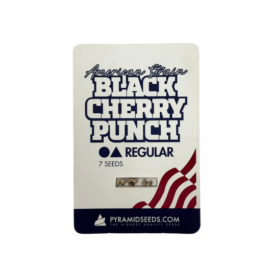 Pyramid Seeds - Black Cherry Punch Regular X7 Unidades