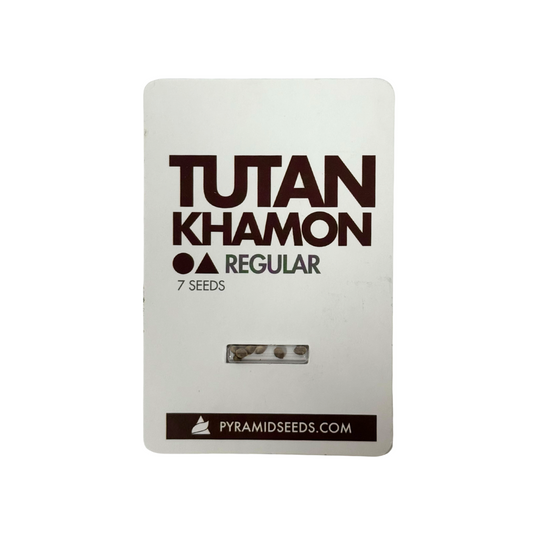 Pyramid Seeds - Tutankhamon Regular X7 Unidades