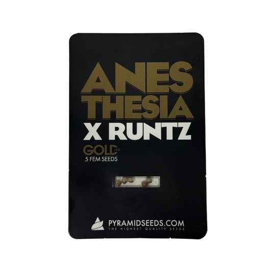 Pyramid Seeds -Anesthesia x Runtz Gold Line X5 Unidades