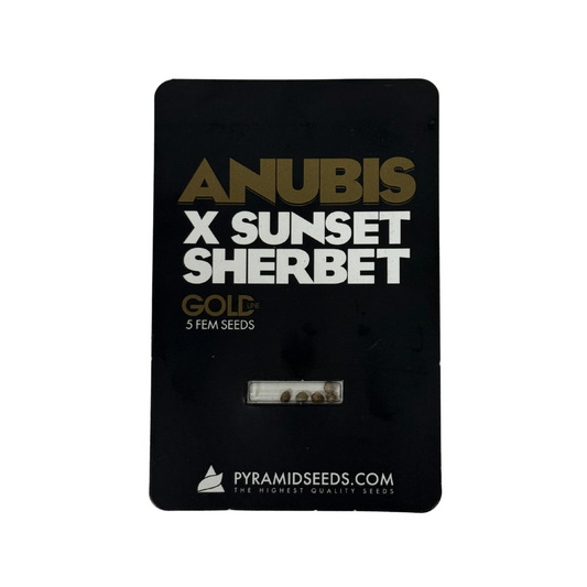 Pyramid Seeds -Anubis x Sunset Sherbet Gold Line X5 Unidades