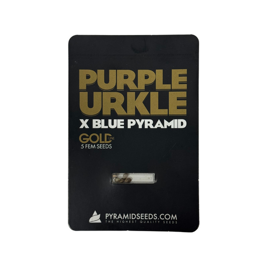 Pyramid Seeds -Purple Urkle x Blue Pyramid Gold Line X5 Unidades