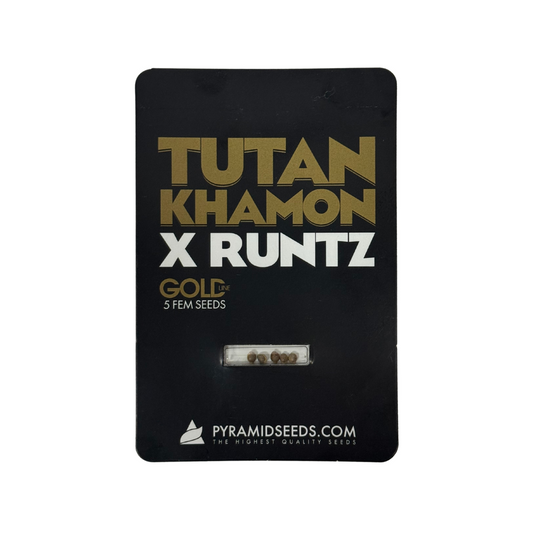 Pyramid Seeds -Tutankhamon x Runtz Gold Line X5 Unidades
