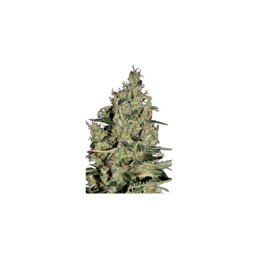 Seedsmakers - Auto Critical X5