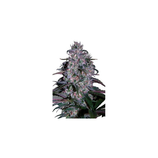 Seedsmakers - Alakazam Fem X5