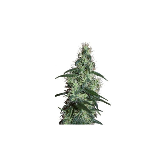 Seedsmakers - Blizzard Fem X5