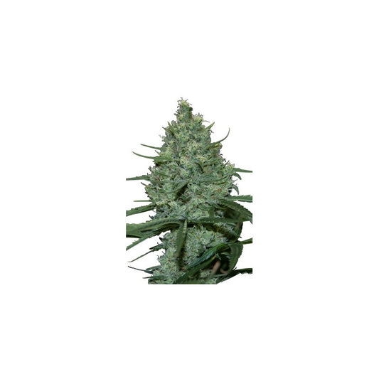 Seedsmakers - Critical Fem X5