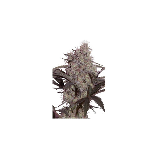 Seedsmakers - Jack Widow Fem X5