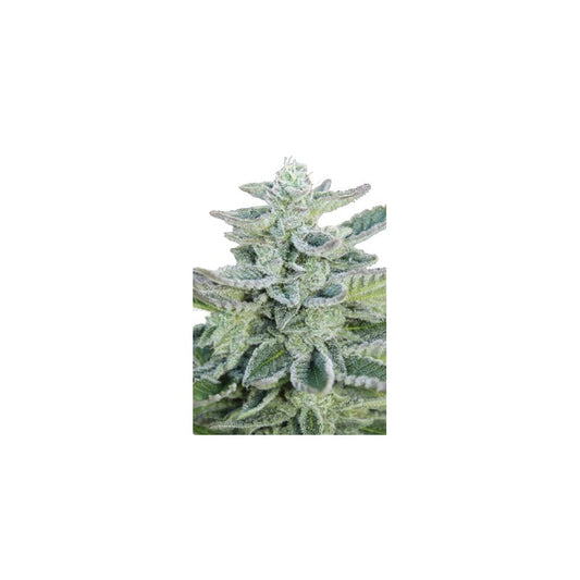 Seedsmakers - Super Kush Fem X5