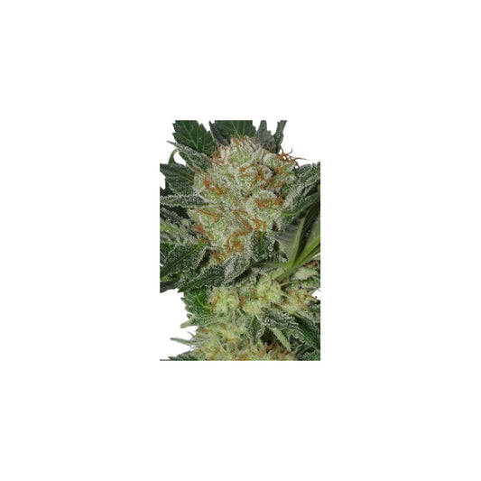 Seedsmakers - Widow Fem X5