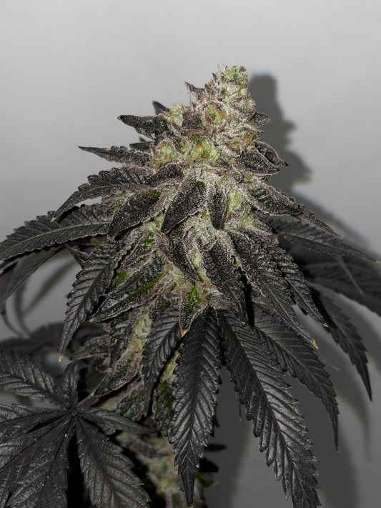 Shuga Seeds - Lunosa Fem X3