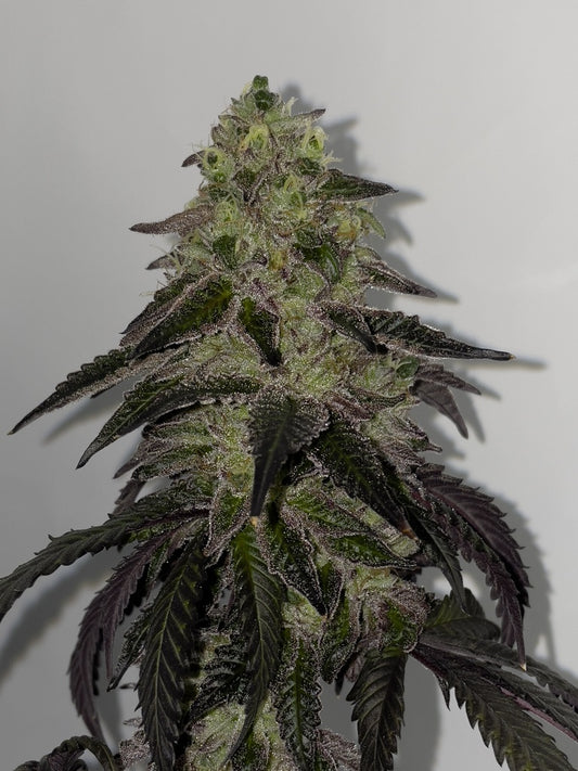 Shuga Seeds - Leche Lunar Fem X3