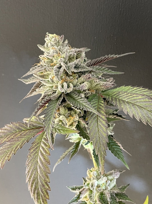 Shuga Seeds - Sailor Moon Fem X3