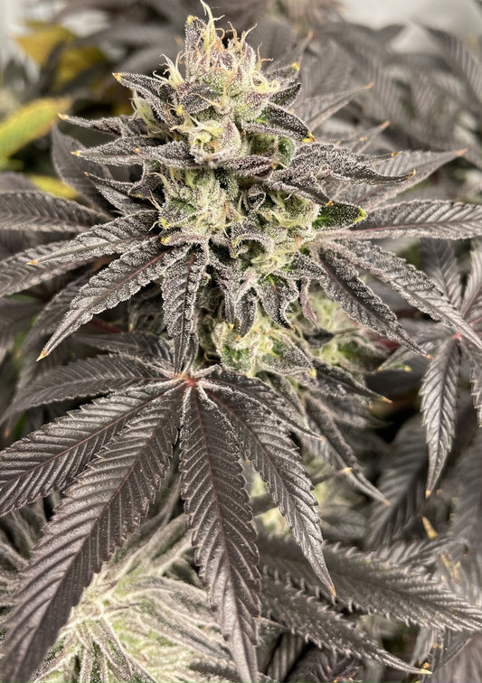 Shuga Seeds - Neil Armstrong Fem X3