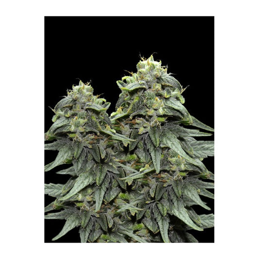 Vip Seeds - Fyahbwoy Weed Fem X1