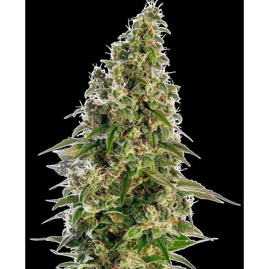 Sensi Seeds - Afghani #1 Auto X3