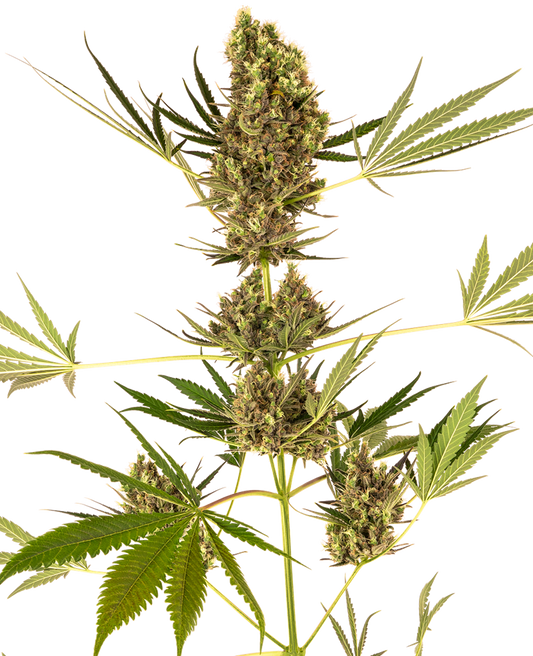 Sensi Seeds - Alpine Delight CBD Auto X3