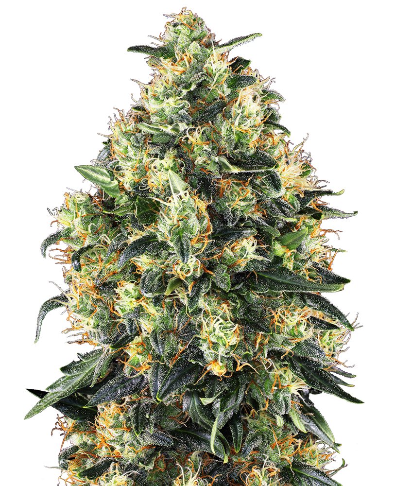 Sensi Seeds - Super Skunk Auto X10