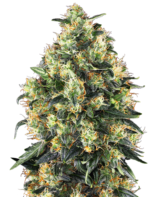 Sensi Seeds - Super Skunk Auto X10