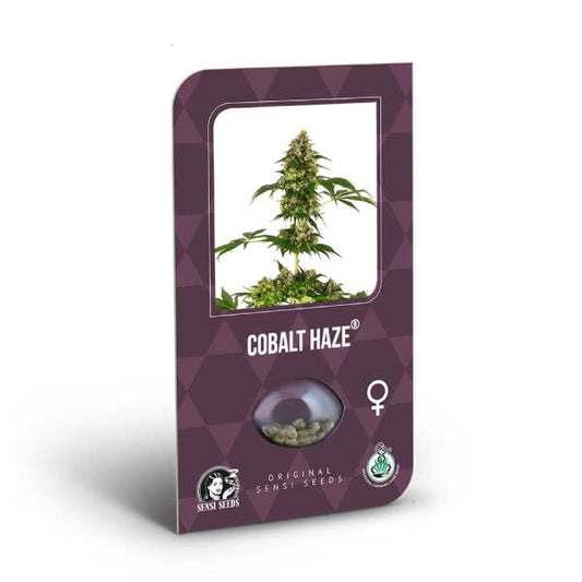 Sensi Seeds - Cobalt Haze Fem X3
