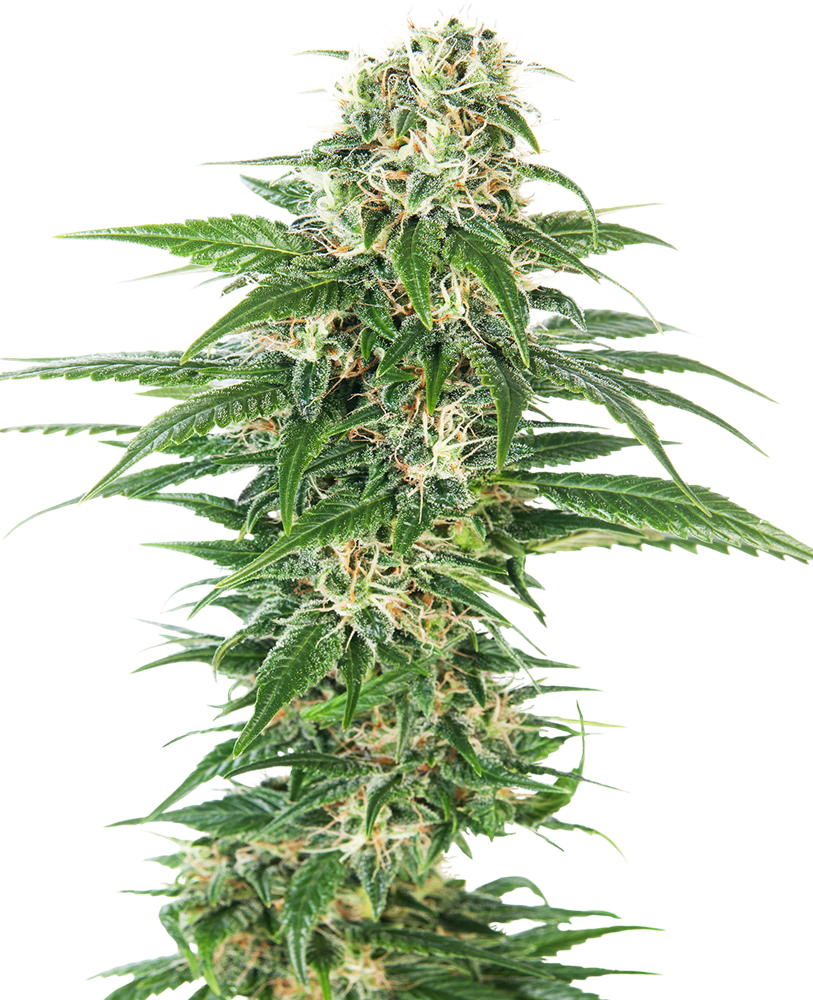 Sensi Seeds - Early Skunk Auto X10