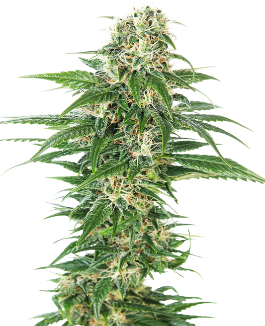 Sensi Seeds - Early Skunk Auto X10
