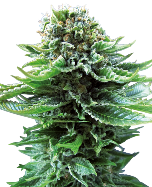 Sensi Seeds - Northern Light Auto X10