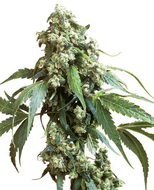 Sensi Seeds - Jack Flash Fem X3