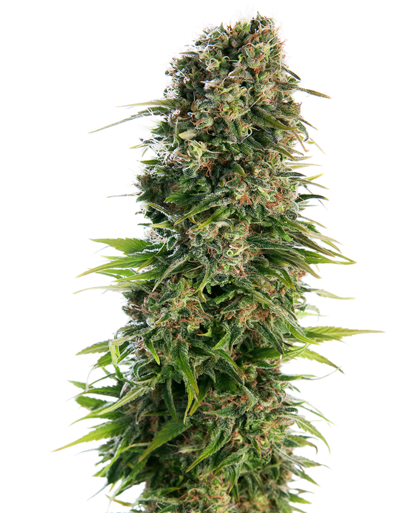 Sensi Seeds - Hindu Kush Auto X10