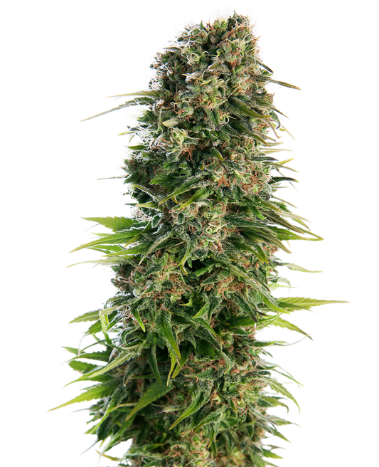 Sensi Seeds - Hindu Kush Auto X10