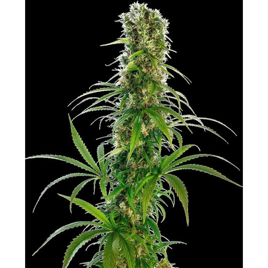 Sensi Seeds - Michka Fem X3
