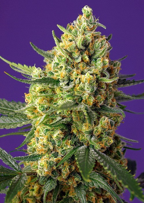 Crystal Candy Fem X25 - Sweet Seeds