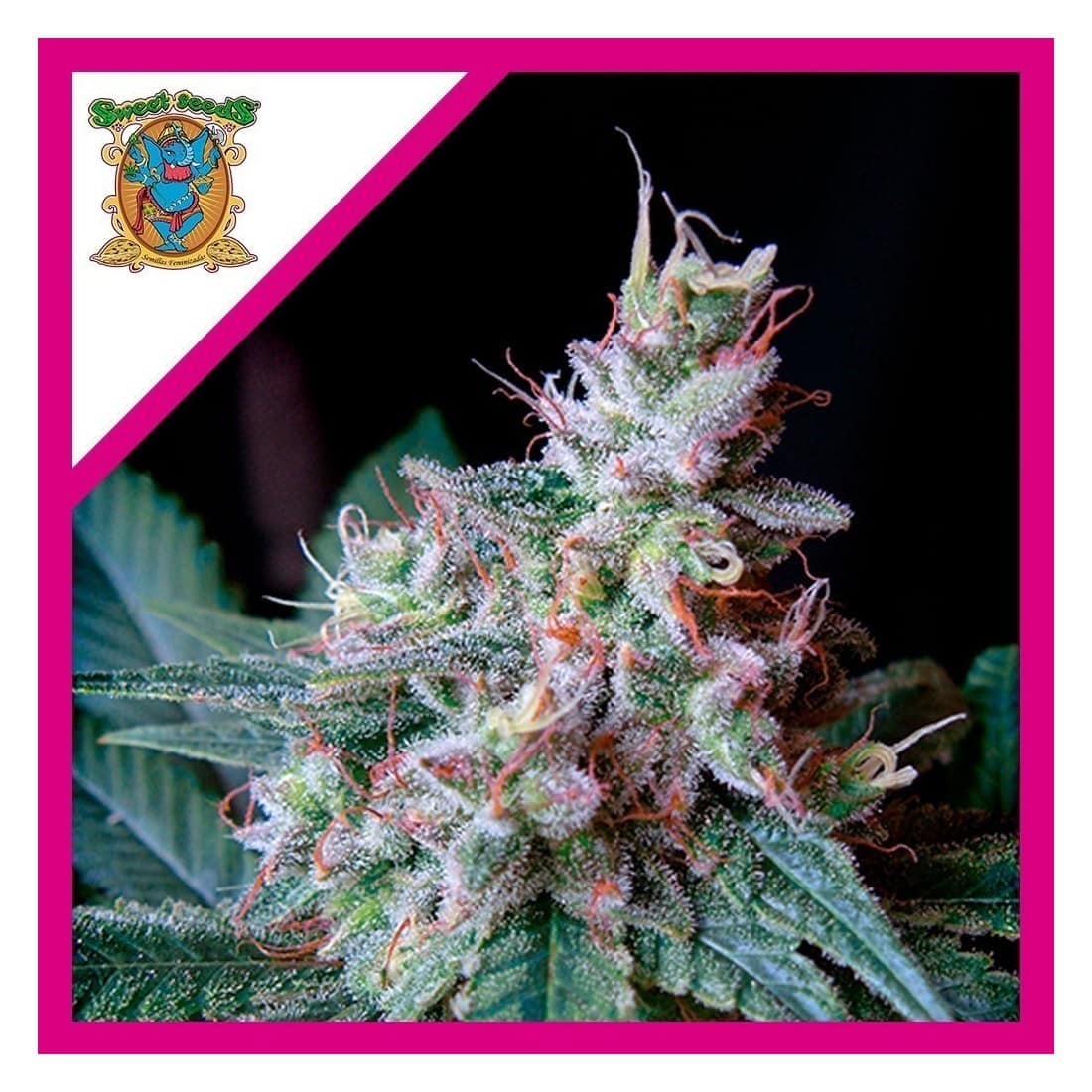 Cream Caramel Fem X25 - Sweet Seeds