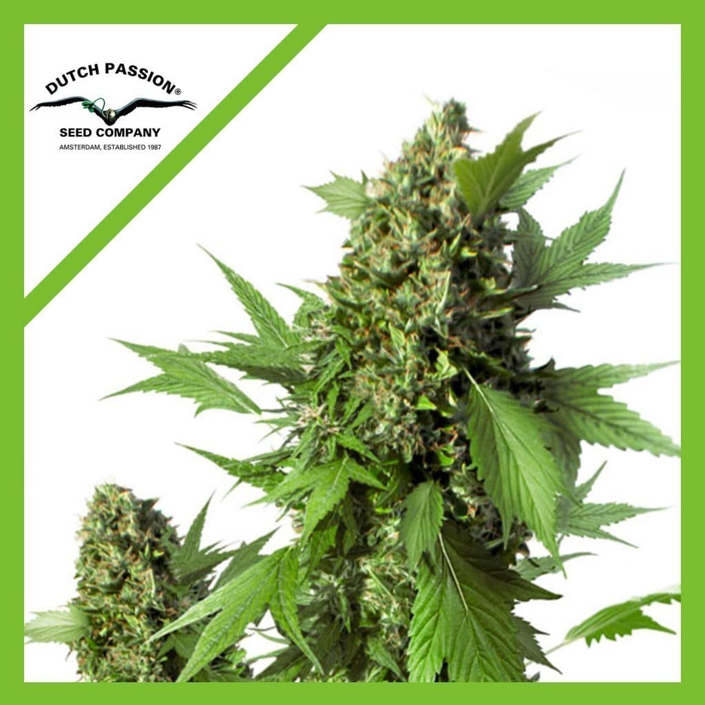 Duck Auto X3 - Dutch Passion