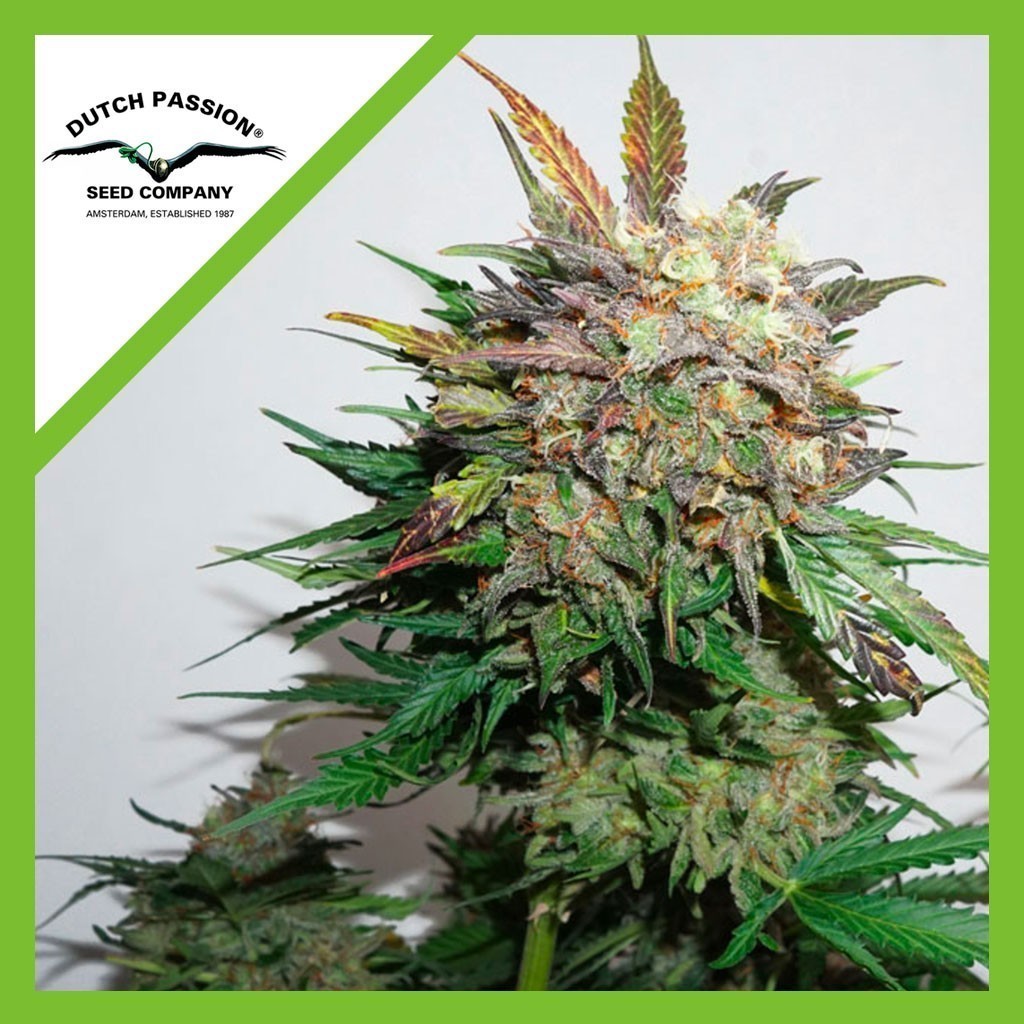 Glueberry OG Auto X3 - Dutch Passion