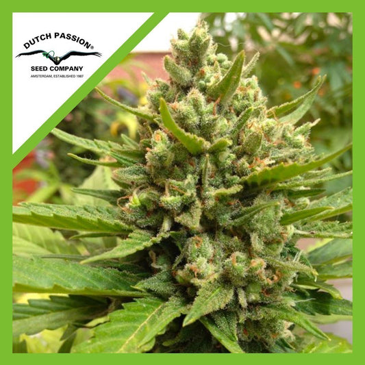 Blueberry Auto X3 - Dutch Passion
