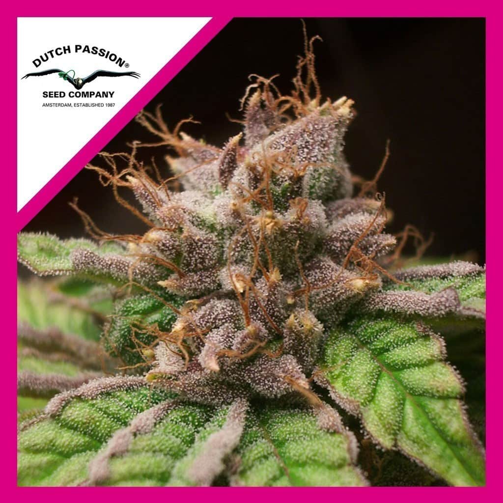 Blueberry Fem X3 - Dutch Passion