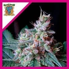 Cream Caramel F1 Fem X100 - Sweet Seeds
